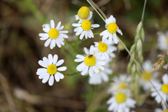 Matricaria