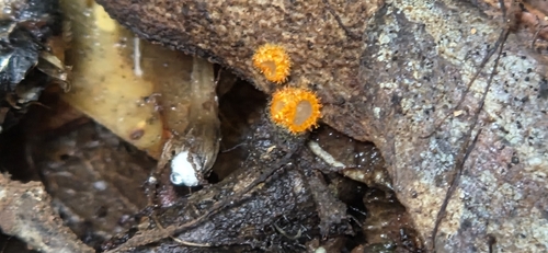 Arachnopeziza aurelia observed 2026-10-16