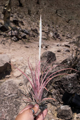Tillandsia achyrostachys