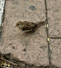 Passer domesticus
