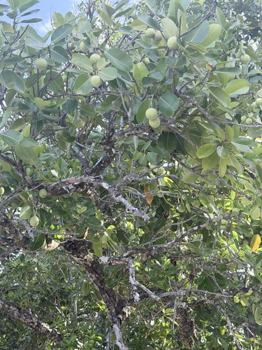 Calophyllum inophyllum observed 2026-10-15