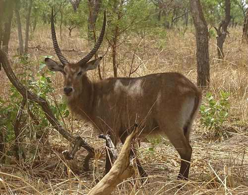 Waterbuck