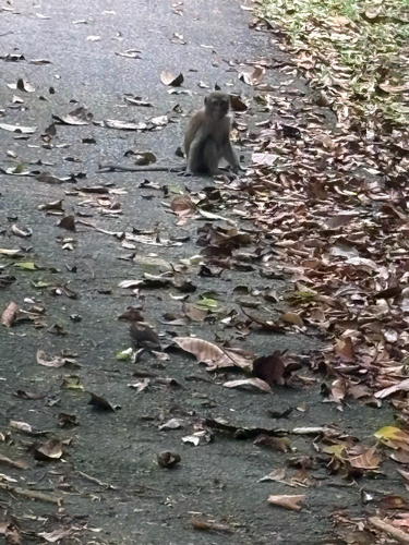 Long-tailed Macaque