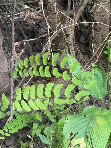 Adiantum philippense observed 2026-10-02