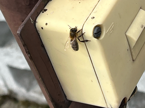 Western Honey Bee