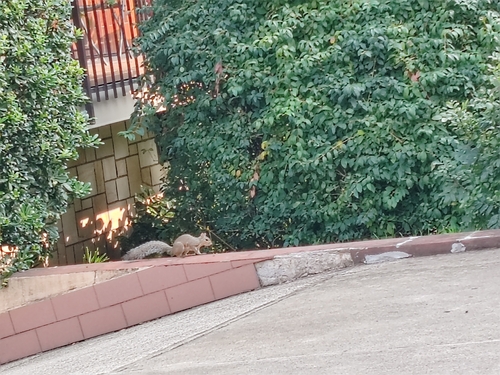 Eastern Gray Squirrel
