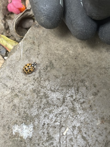 Asian Lady Beetle