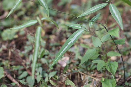Clematis uncinata observed 2026-10-16