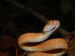 Boiga nigriceps