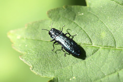 Agrilinae