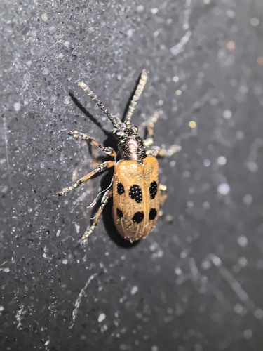 Lema decempunctata