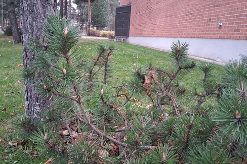 mountain pine