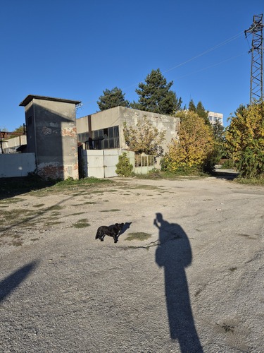 Domestic Dog