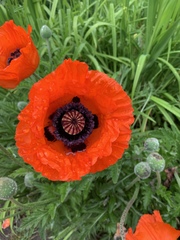 Papaver orientale