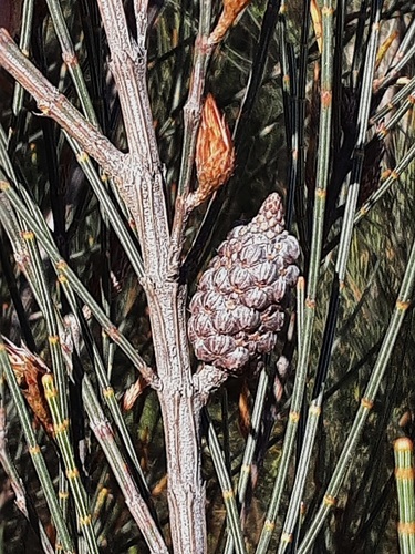 Allocasuarina distyla observed 2026-10-09