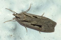Scoparia rotuella