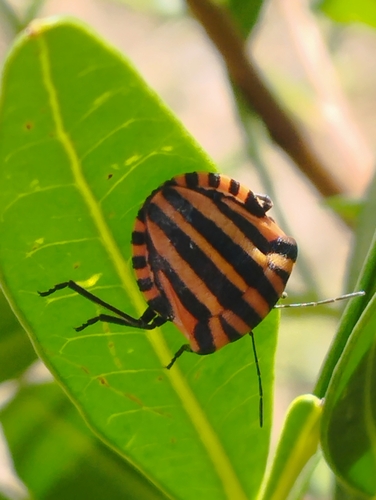 Continental Striped Shield Bug