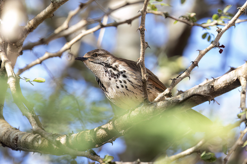 iNaturalist image