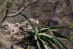 Agave vilmoriniana