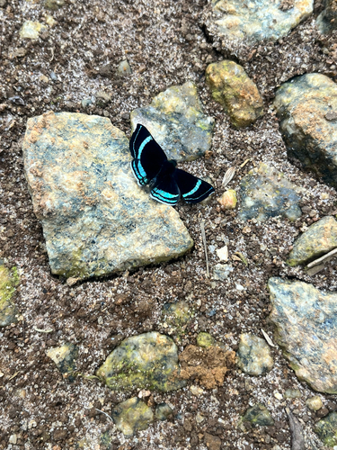 Chalodeta theodora