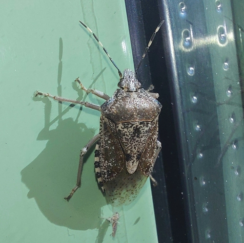 Mottled Stink Bug