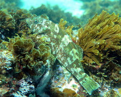 Chironemus marmoratus