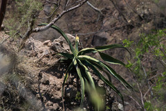 Agave vilmoriniana