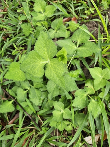 Cryptotaenia japonica observed 2026-10-16