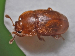 Epuraea aestiva