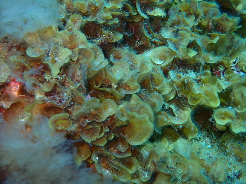 Lobophora observed 2026-10-08