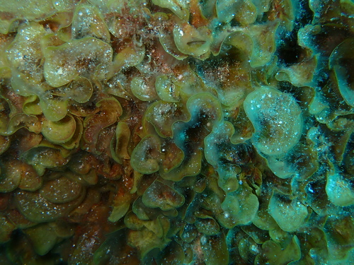 Lobophora observed 2026-10-08