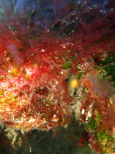 Lophocladia trichoclados observed 2026-10-08