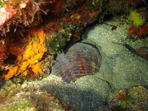 Tonna pennata observed 2026-10-08