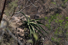 Agave vilmoriniana