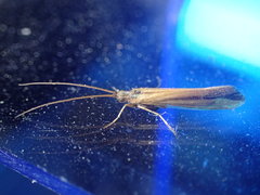 Limnephilus vittatus