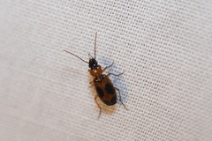 Badister neopulchellus