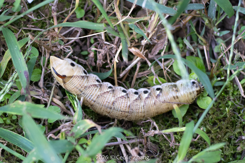 Convolvulus Hawkmoth