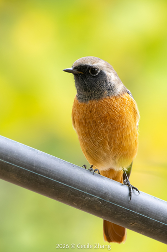 Daurian Redstart