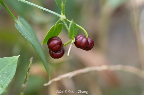 Indian Madder