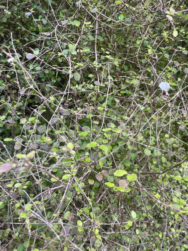 Coprosma rotundifolia observed 2026-10-16