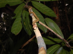 Lycodon subannulatus