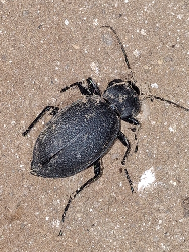 Leather Beetle