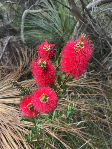 Callistemon lanceolatus, 2026-10-16