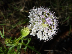 Trachymene glaucifolia
