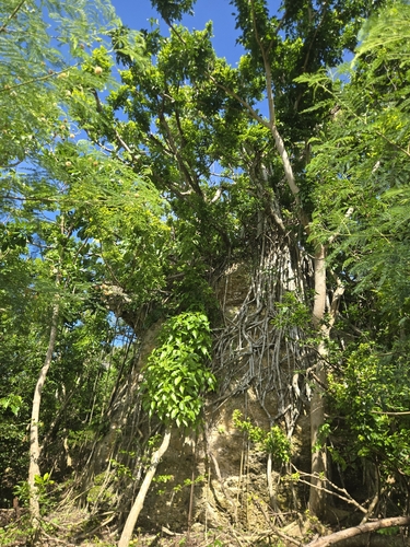 Ficus prolixa observed 2026-10-16
