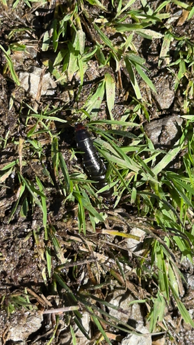 Common Pill Woodlouse