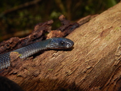 Asthenodipsas malaccanus