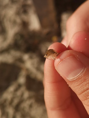 Bellorchestia quoyana