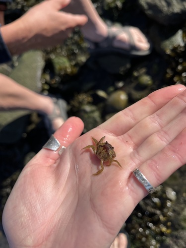 European Green Crab
