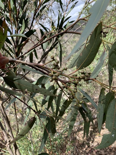 Eucalyptus punctata observed 2026-10-16